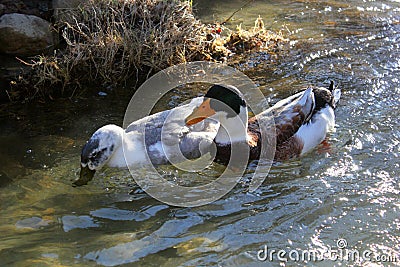 A pair of wild ducks in the lake Stock Photo