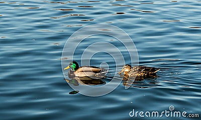 Pair of wild ducks Stock Photo