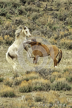 A Pair of Wild Mustangs Sparring in the Colorado High Desert Stock Photo