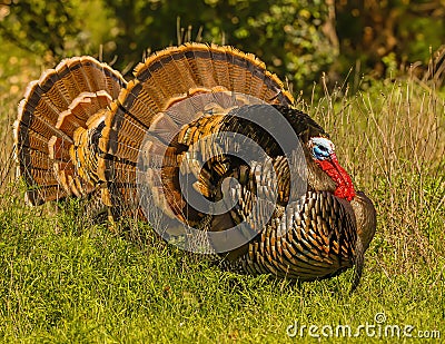 Pair of Wild Turkey Gobblers show off their beauty in full strut ng season Stock Photo