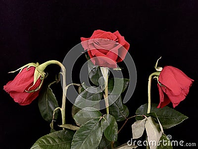 A pair of withered red roses on a black background. Two wilted roses in a bouquet of flowers. Concept: love faded, separation, Stock Photo