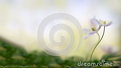 A pair of wood anemones entangled in love embrace. White pink wild flower macro in soft focus Stock Photo