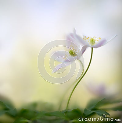 A pair of wood anemones entangled in love embrace. White pink wild flower macro in soft focus Stock Photo