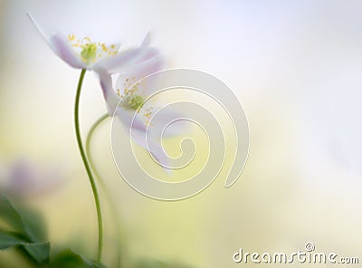 A pair of wood anemones entangled in love embrace. White pink wild flower macro in soft focus Stock Photo