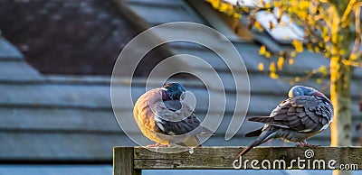 Pair of wood doves sitting together and preening their feathers, common birds of europe Stock Photo