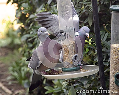 A pair of Wood Pigeons sitting on a bird feeder Stock Photo