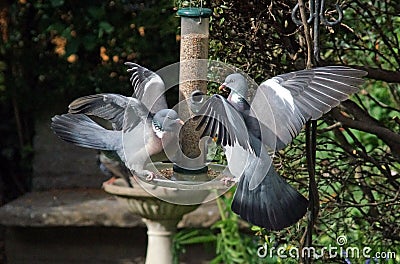 A pair of Wood Pigeons squabbling on a bird feeder Stock Photo