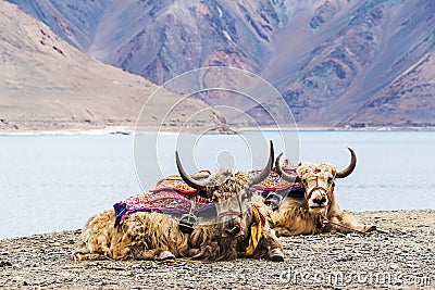 A pair of yaks resting on Pangong Tso Lake in Ladakh, India, near the Line of Actual Control between China and India Stock Photo