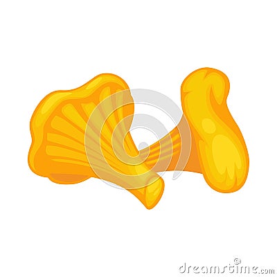 Pair of yellow chanterelles isolated on white background Vector Illustration