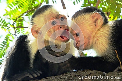 A pair of young capuchin monkeys Stock Photo