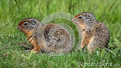 Pair of young wild ground squirrels back to back Stock Photo