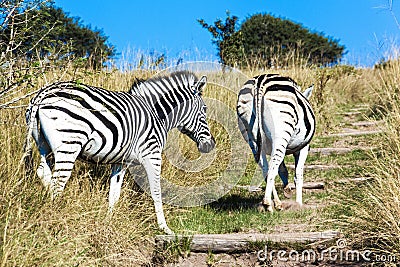 Pair of Zebras Walking up Hiking Trail Stock Photo