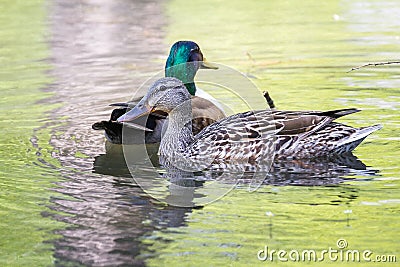 Paired Mallard ducks Stock Photo