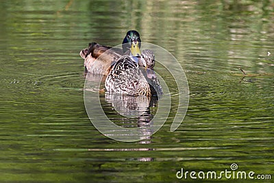 Paired Mallard ducks Stock Photo