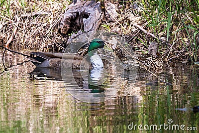 Paired Mallard ducks Stock Photo