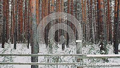 Paisagem bonita do inverno em pinhos altos de uma floresta do pinho atrás de uma cerca coberto de neve Steadicam estabilizou o ti vídeos de arquivo Paisagem bonita do inverno em pinhos altos de uma floresta do pinho atrás de uma cerca coberto de neve Steadicam estabilizou o ti vídeos de arquivo
