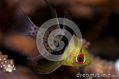 Pajama cardinal fish Stock Photo