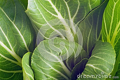 Pak Choi Stock Photo