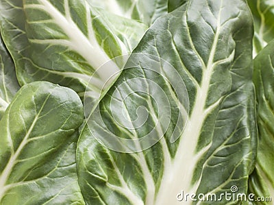 Pak Choi, Bok Choy, Chinese Cabbage Stock Photo