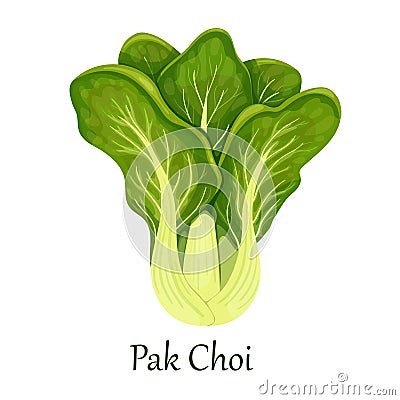 Pak choi cabbage or chinese cabbage Vector Illustration