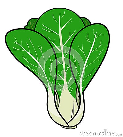 Pak-Choi (Chinese Cabbage). Vector Illustration
