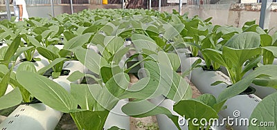 Pak choi's vegetables plant with hidroponic metode Stock Photo