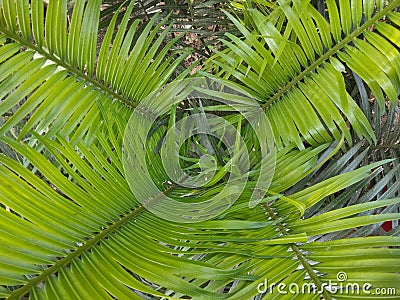 Pakis aji or also popularly known as cycads are a group of open seed plants belonging to the genus Pakishaji or Cycas. Stock Photo