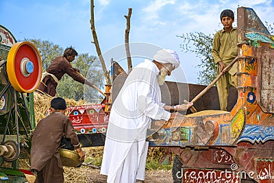 A Pakistani farmer checking quality of wheat grains Editorial Stock Photo