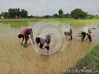 Pakistani village people are sowing Rice Editorial Stock Photo