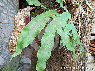Paku plant or golden snake fern, The leaves are large green. growing on tree trunks Stock Photo