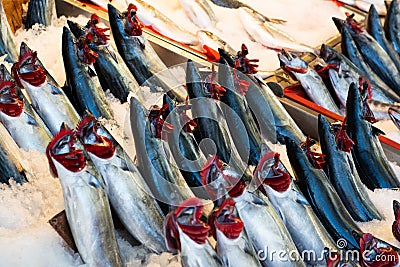 Palamut - Fresh bonito fish Stock Photo