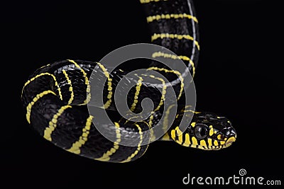 Palawan Gold-ringed Cat Snake.Boiga dendrophila multicincta Stock Photo