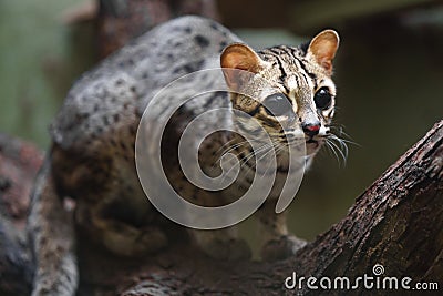 Palawan leopard cat Stock Photo