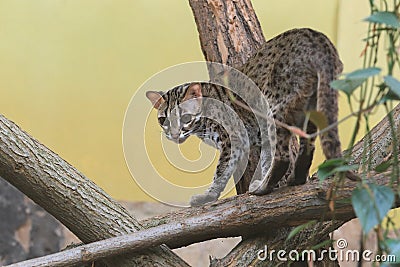 Palawan leopard cat Stock Photo