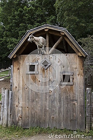 Pale adult goat seen perilously perched in an open gable Stock Photo