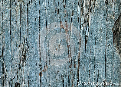 Pale blue colored weathered wood texture. Old wooden surface with sharp details, macro shot. Cracked single piece wood. Stock Photo