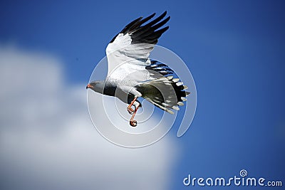 Pale Chanting Goshawk Flying Stock Photo