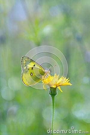 Pale clouded yellow butterfly (Colias Hyale). Stock Photo