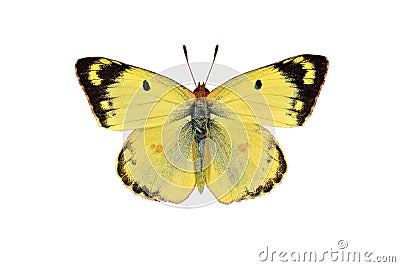 Pale clouded yellow butterfly, isolated on white background Stock Photo