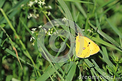 Pale clouded yellow Stock Photo