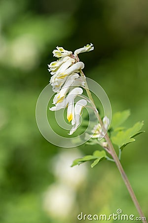 Pale corydalis pseudofumaria alba flowers Stock Photo