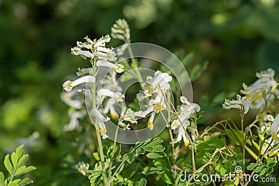 Pale corydalis pseudofumaria alba flowers Stock Photo