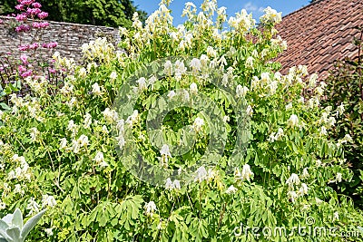 Pale corydalis pseudofumaria alba flowers Stock Photo