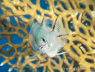 Pale damselfish on a coral reef Stock Photo
