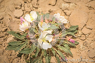 Pale Evening Primrose Oenothera albicaulis Desert Flowers In Spring Sunshine High Desert Stock Photo