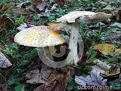 Yellow-orange Fly Agaric mushroom on Autumn leaves Stock Photo