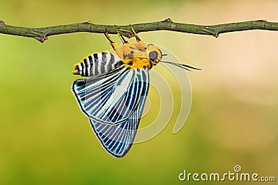 Pale Green Awlet butterfly Stock Photo