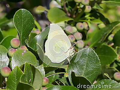 Pale green Butterfly Stock Photo