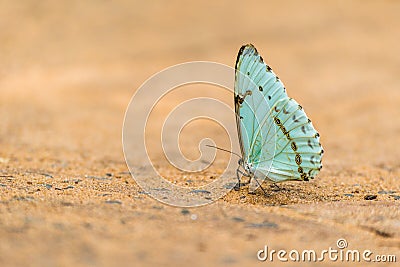 Pale green butterfly perched on sandy ground Stock Photo