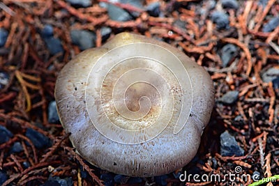 Pale grey mushroom on forest floor Stock Photo